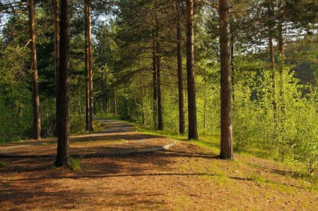 Летний лес Лужского района