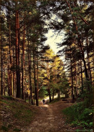 Сосновый Бор в Подмосковье лес