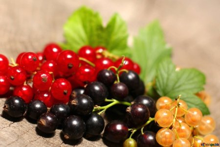 Ягоды черной и красной смородины