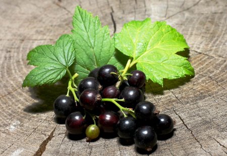 Смородина черная – ribes nigrum