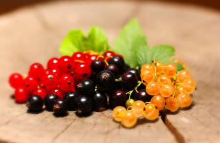 Смородина черная красная белая