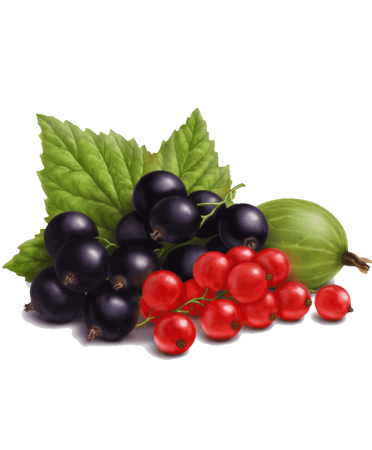 Смородина на белом фоне