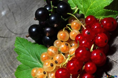 Гроздь черной смородины