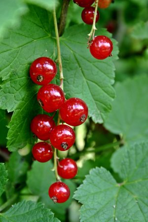 Ribes rubrum смородина красная куст