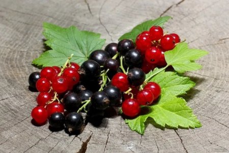 Красная смородина и черная смородина