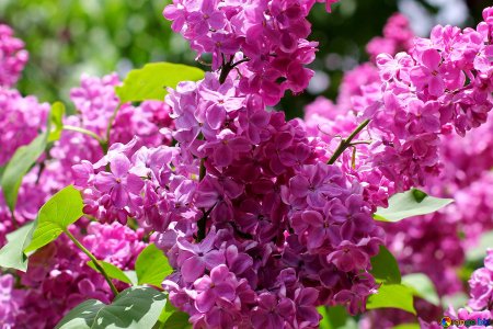 Сирень Жюль Симон