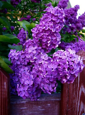 Сирень Молли Энн