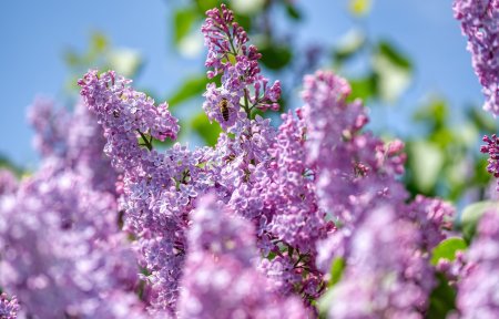 Сирень и солнце