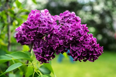 Сирень Везувий