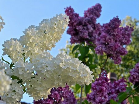 Сирень обыкновенная Primrose