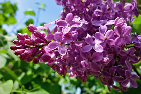 Сирень обыкновенная Кружевница