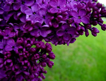 Лиловая сирень