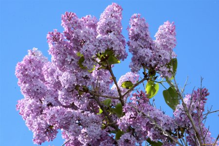 Цветы сирени