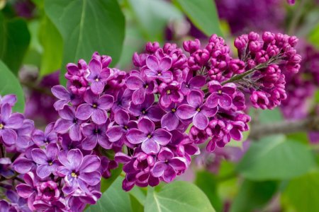 Сирень Syringa