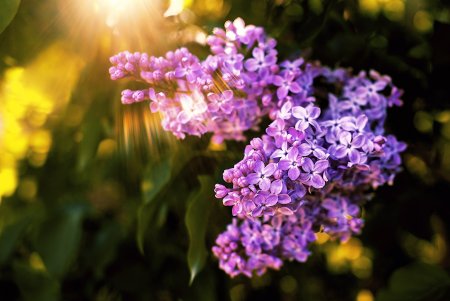 Сирень Spring Sonet