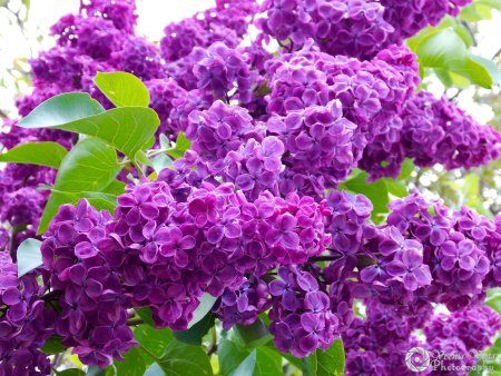 Сирень обыкновенная Стефан Маковецкий