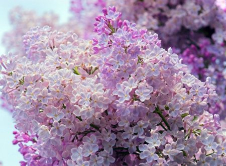 Сирень Пирассе Пинк