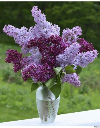 Сирень Вильгельм Пфитцер