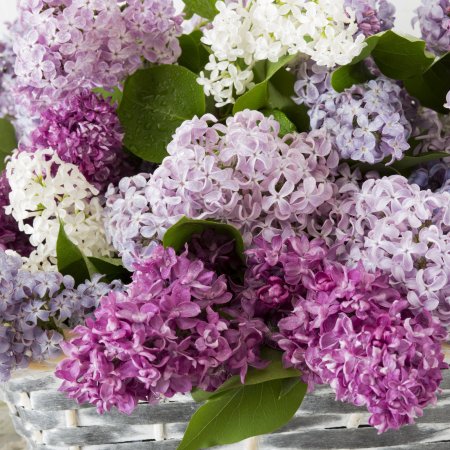 Японская сирень