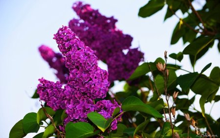 Сирень Радж Капур