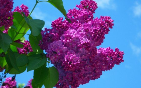 Сирень Планшон