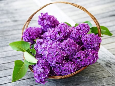 Сирень фиолетовая