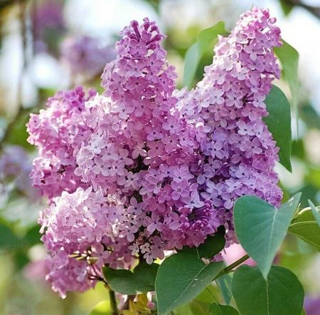 Сирень Стефан Маковецкий