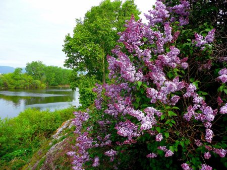 Сирень обыкновенная "летний сад"