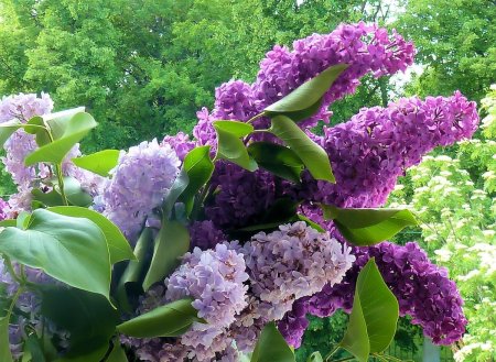 Сирень сорт Маршал бирюзов