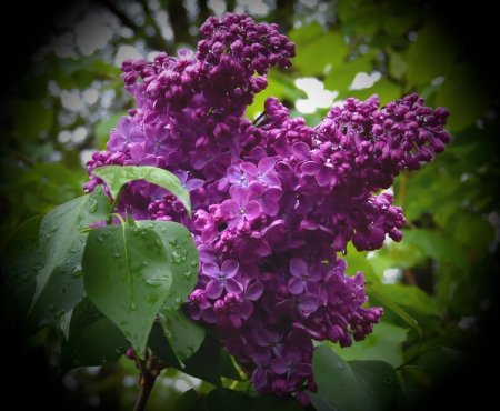 Сирень Генри