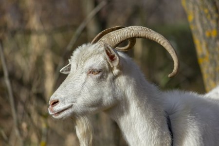 Гималайский козел
