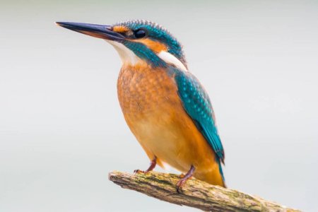 Обыкновенный Зимородок