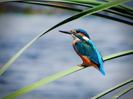 Гуамский Зимородок