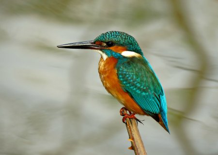 Зимородок обыкновенный Alcedo Atthis (Linnaeus, 1758)