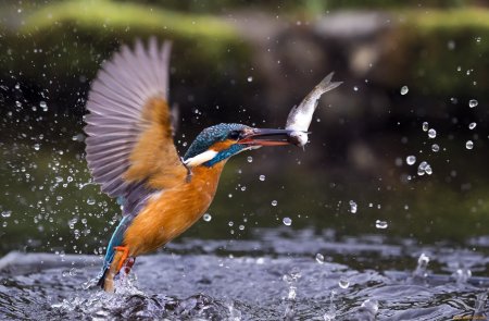 Зимородок птица фото