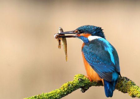 Зимородок Кингфишер