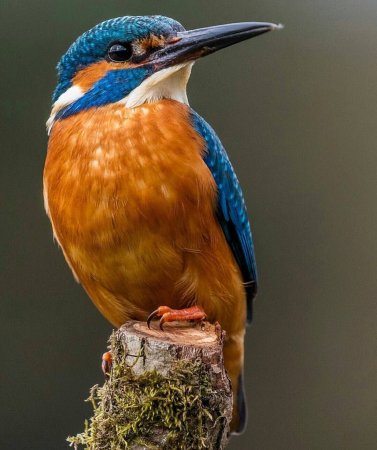 Обыкновенный Зимородок