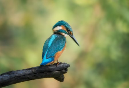 Зимородок охотится