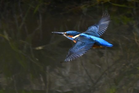 Ястреб и Зимородок