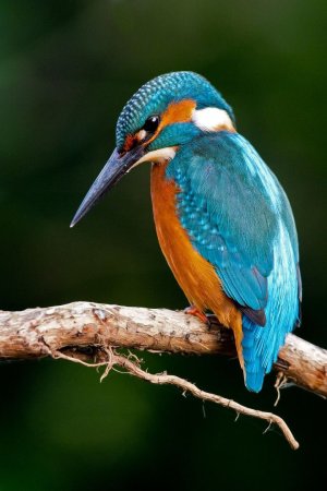 Обыкновенный Зимородок