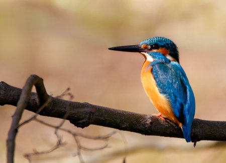 Обыкновенный Зимородок