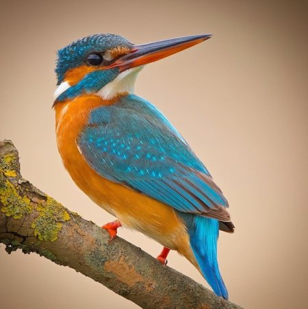 Рубиновый Зимородок