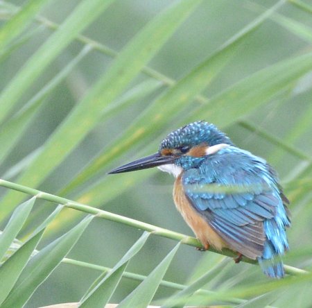 Обыкновенный Зимородок - Alcedo Atthis