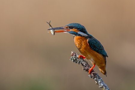 Зимородок птица