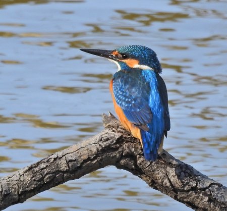 Обыкновенный Зимородок - Alcedo Atthis