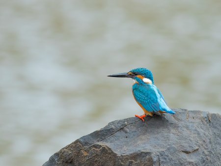 Североамериканский ошейниковый Зимородок