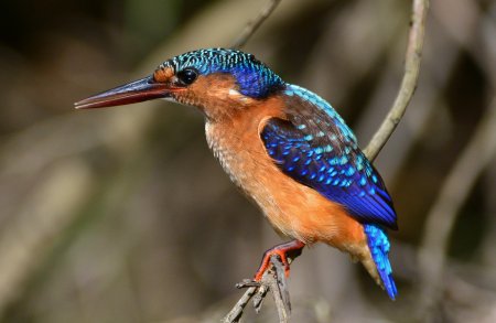 Обыкновенный Зимородок в России