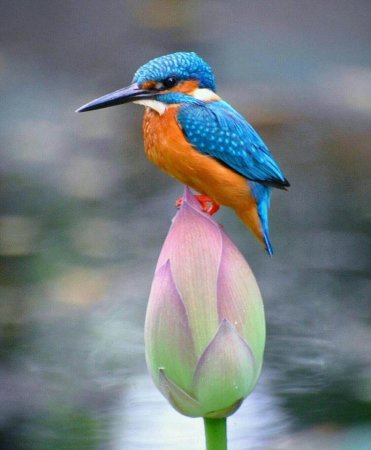 Зимородок птица