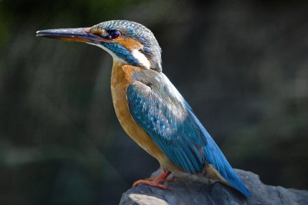 Зимородок Кузбасс