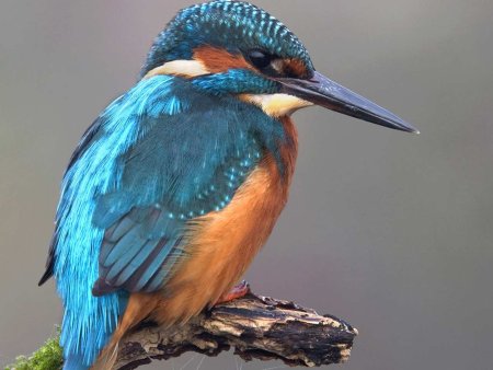 Зимородок Кингфишер